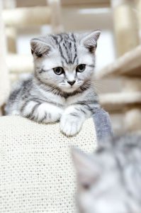 Sprechende Katze 199x300 - pictures of cute little cats bilder