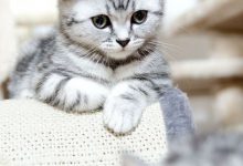 Bild von Sprechende Katze bilder fürs handy