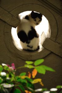 Suche Bilder Von Katzen 200x300 - Kätzchenbilder Bilder Kostenlos
