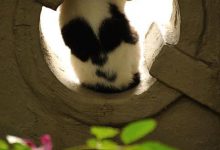 Bild von Suche Bilder Von Katzen bilder fürs handy