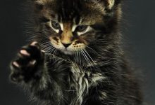 Bild von Suche Katze bilder fürs handy