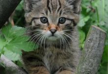 Bild von Suche Katzenbilder fürs handy