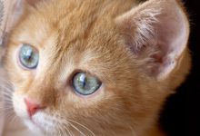 Bild von Suesse Katzen bilder fürs handy