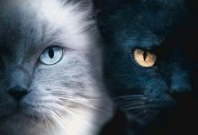 Bild von Super Cute Cat Pictures Bilder fürs handy