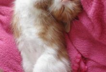 Bild von Super Funny Cat Pics Bilder fürs handy