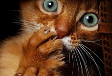 Bild von Sweet Cute Cat Images Bilder fürs handy