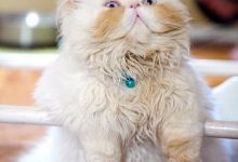 Bild von Süße Baby Katzen bilder fürs handy