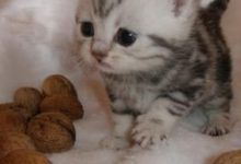 Bild von Süße Baby Tiere Bilder fürs handy