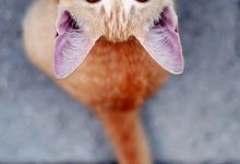 Bild von Süße Hunde Und Katzen Bilder Bilder Kostenlos bilder fürs handy