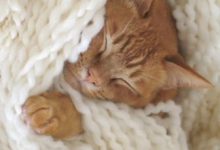 Bild von Süße Katzen Bilder Zum Ausdrucken bilder fürs handy