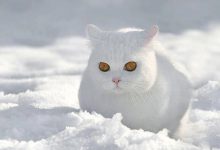 Bild von Süße Katzen Fotos Bilder Kostenlos bilder fürs handy
