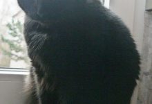 Bild von Süße Katzen Hintergründe bilder fürs handy