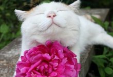 Bild von Süße Katzen Rassen bilder fürs handy