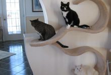Bild von Süße Katzen Und Hunde bilder fürs handy