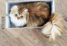 Bild von The Cat Pictures Bilder fürs handy
