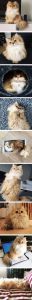 The Cat Pictures Bilder 32x300 - Lustige Bilder Katzen Mit Sprüchen