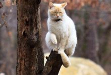 Bild von The Funny Cat Bilder fürs handy
