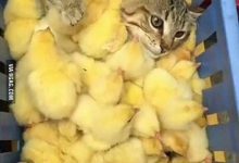 Bild von Tierbilder fürs handy