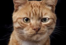 Bild von Tierbilder Katzen bilder fürs handy
