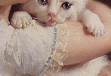 Bild von Tierhandlung Katzen Kaufen bilder fürs handy
