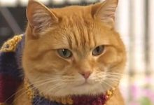 Bild von Tiger Katze Kaufen bilder fürs handy