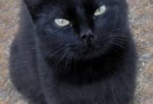 Bild von Tiger Katzen Bilder fürs handy