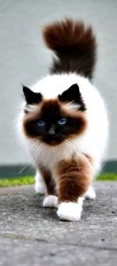 Tiger Katzen Bilder Bilder Kostenlos 132x300 - Very Cute Cat Pics Bilder
