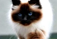 Bild von Tiger Katzen Bilder Bilder Kostenlos bilder fürs handy