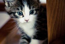 Bild von Tolle Katzenbilder fürs handy