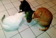 Bild von Top Cat Pics Bilder fürs handy