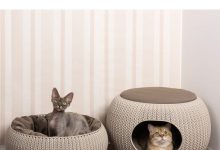 Bild von Tote Katze bilder fürs handy