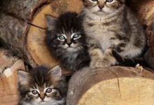 Bild von Tote Katze Bilder fürs handy