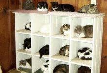 Bild von Tote Katze Bilder Bilder Kostenlos bilder fürs handy