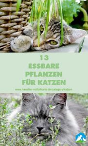 Trächtigkeit Katze 181x300 - all cat breeds with pictures bilder