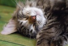 Bild von Van Katze bilder fürs handy