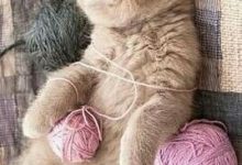 Bild von Van Katze Bilder fürs handy