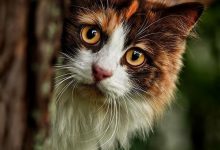 Bild von Verliebte Katzen Bilder fürs handy