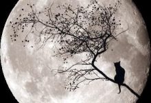Bild von Verliebte Katzen Bilder Bilder Kostenlos bilder fürs handy