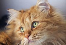 Bild von Vermisste Katzen bilder fürs handy
