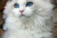 Bild von Verschiedene Katzenrassen bilder fürs handy