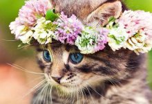 Bild von Very Cute Cat Pictures Bilder fürs handy