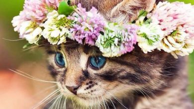 Bild von Very Cute Cat Pictures Bilder
