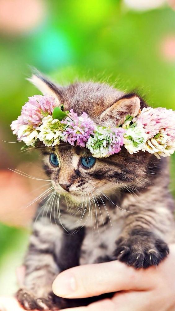 Very Cute Cat Pictures Bilder - Very Cute Cat Pictures Bilder