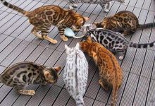 Bild von Very Funny Cat Pictures Bilder fürs handy