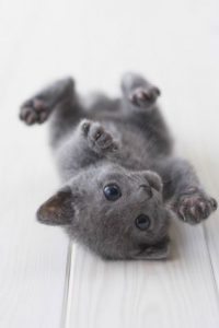 Würfel Bilder 200x300 - Lustige Katzen Mit Sprüchen Bilder Kostenlos