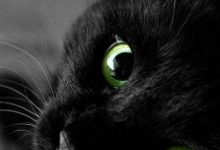 Bild von Wandbild Katze bilder fürs handy