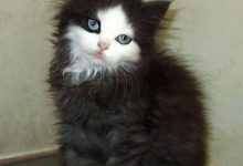 Bild von Weihnachten Bilder Katzen bilder fürs handy
