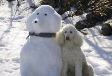 Bild von Weihnachtskarte Schneemann bilder fürs handy