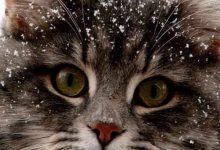 Bild von What Cat Picture Bilder fürs handy