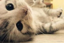 Bild von Whatsapp Bilder Katzen bilder fürs handy